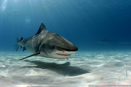 5 Reasons Why Sharks Deserve Their Own Week